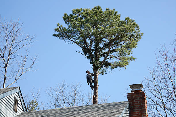 Professional Tree Removal Services in Provo, UT